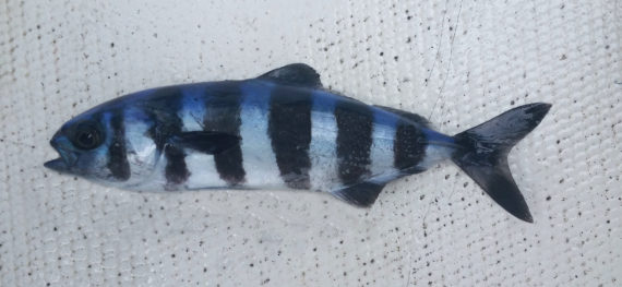 Pilotfish  Mexican Fish.com