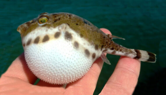 Bandtail Puffer | Mexican Fish.com