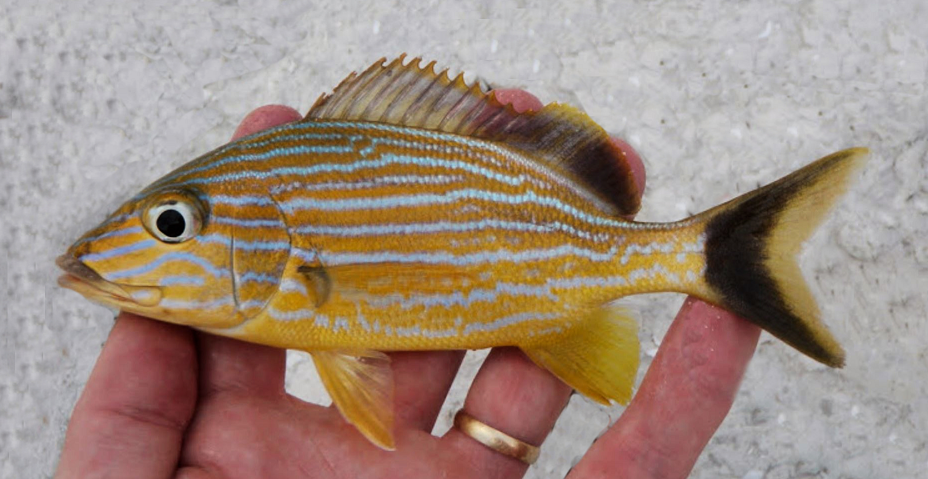 Bluestriped Grunt | Mexican Fish.com