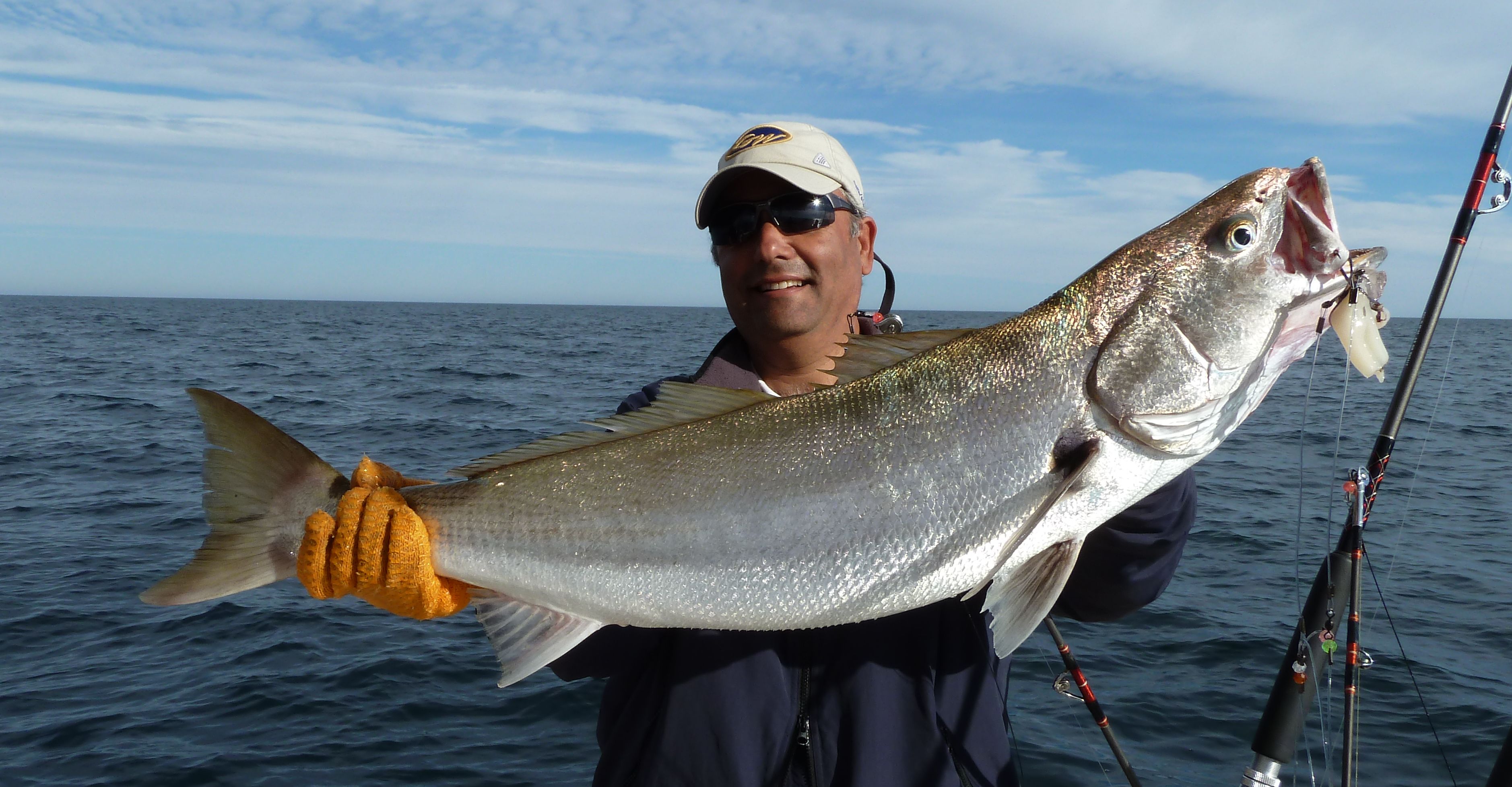 Sea Bass Fish In Spanish