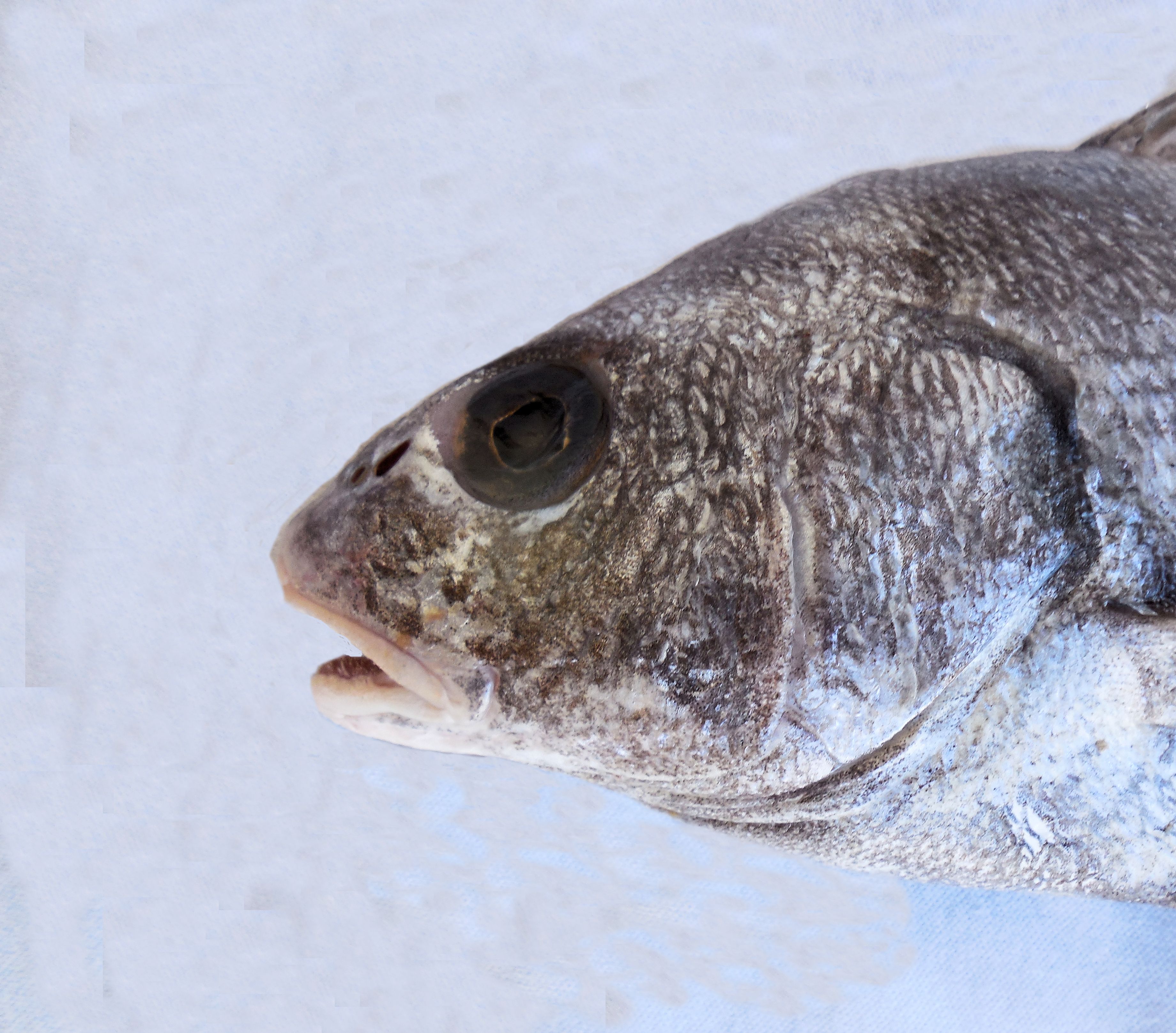 oven-roasted-croaker-fish-recipe-fish-recipes-baked-croaker-recipe