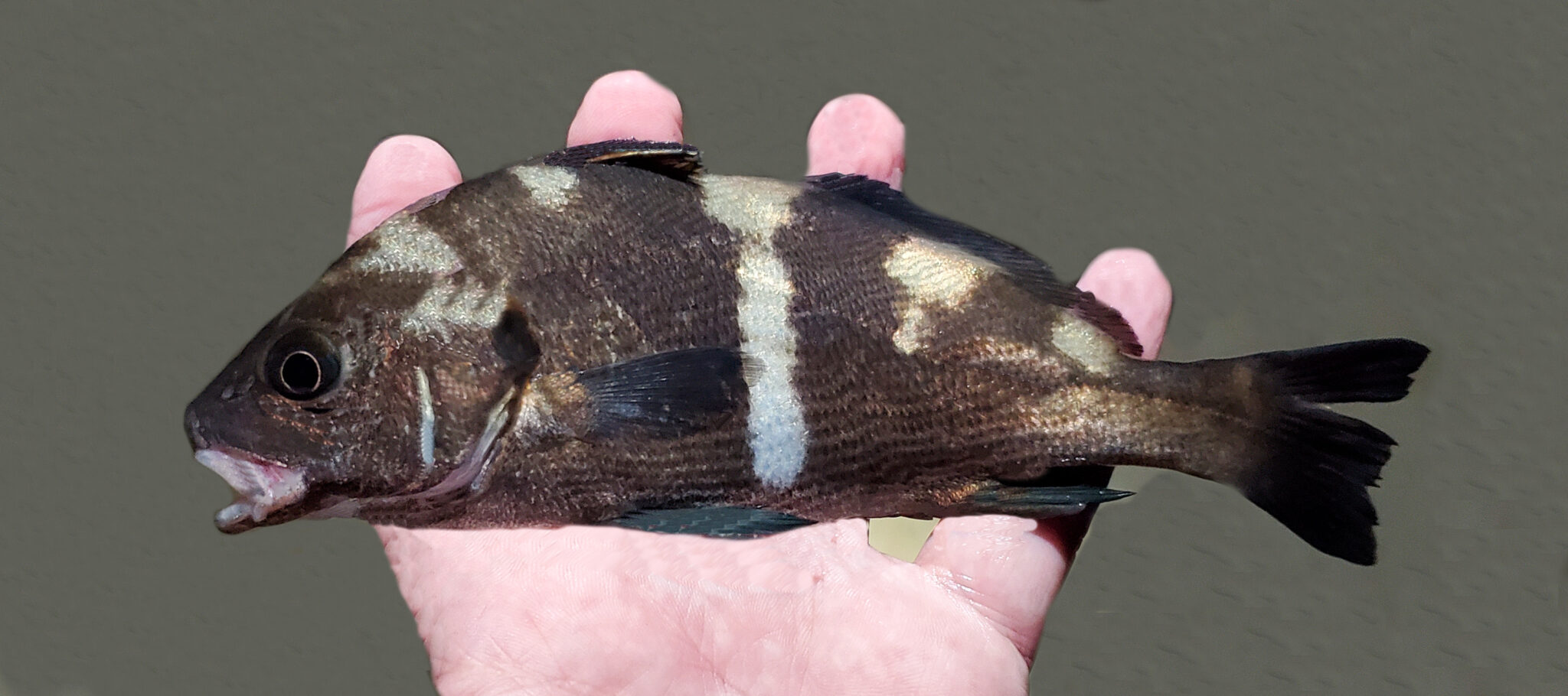 Black Croaker | Mexican Fish.com