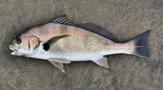 Spotfin Croaker  Mexican Fish.com