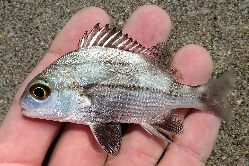 Magarate Fish Black Margate | Mexican Fish.com