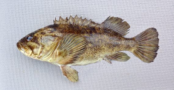 Grass Rockfish (1)