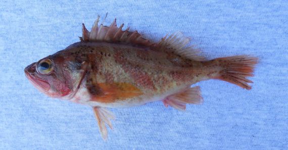 Calico Rockfish (1)