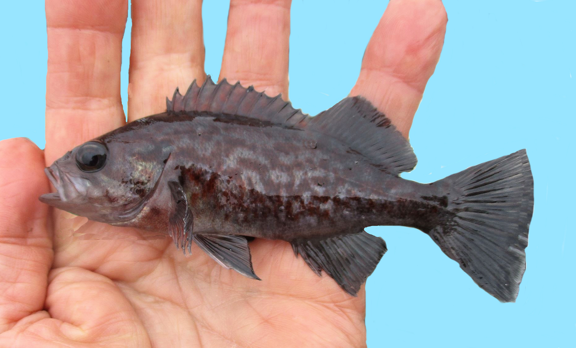Blue Rockfish | Mexican Fish.com