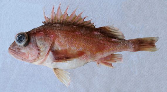 Greenblotched Rockfish (3)