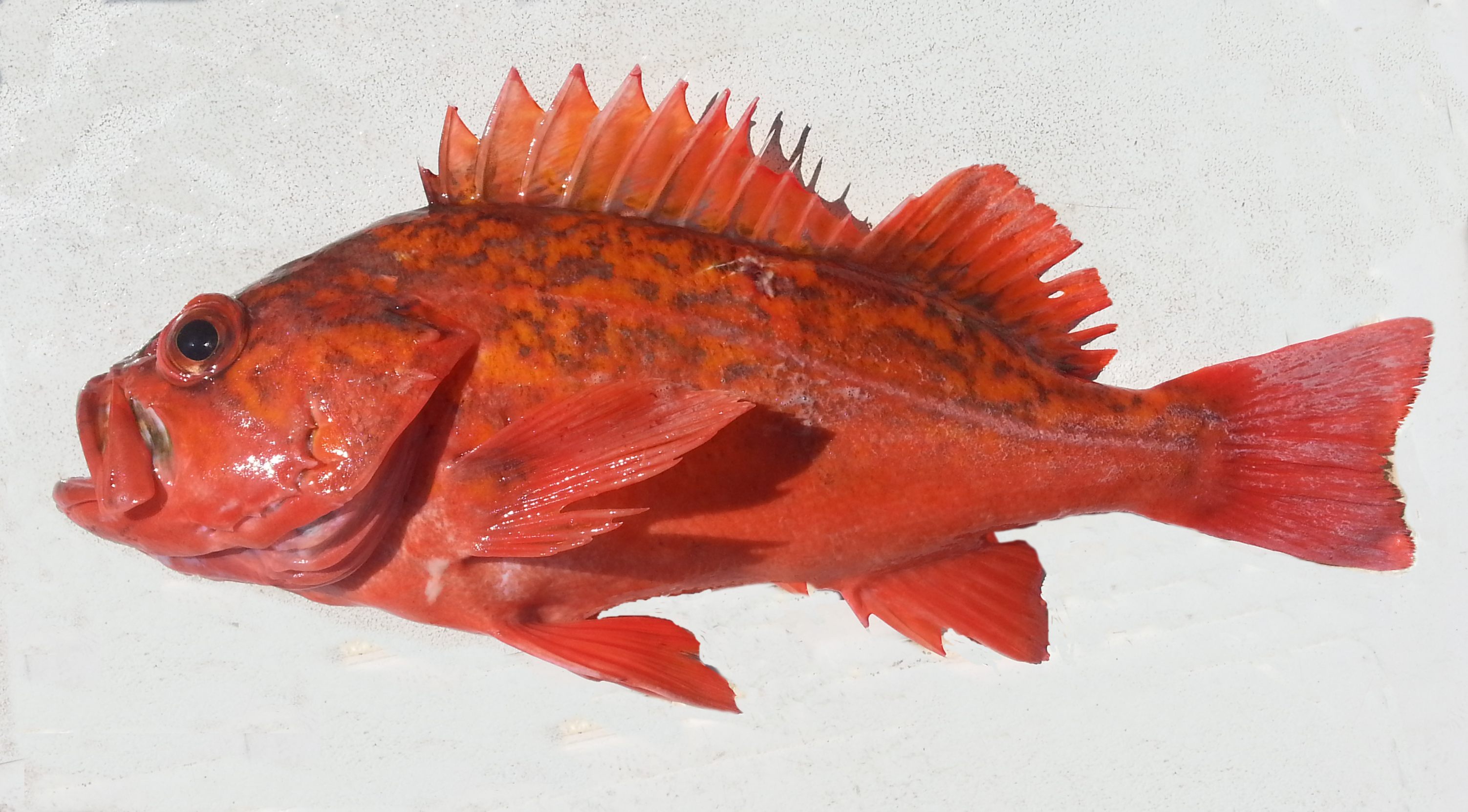 types of fish in baja california