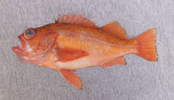 Sunset Rockfish (2)