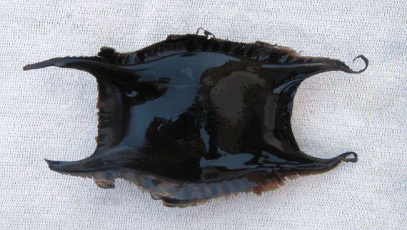 Rajidae Egg Case (1)