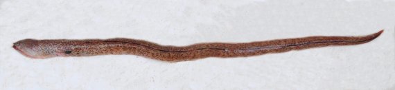 Fangjaw Eel (1)