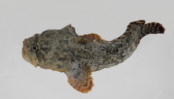 Gulf Toadfish (1)