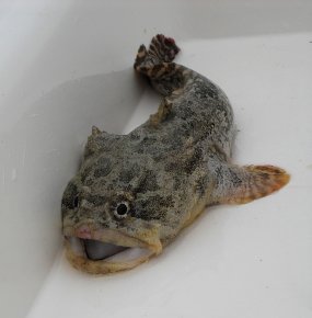 Opsanus Beta Gulf Toadfish | Mexican Fish.com