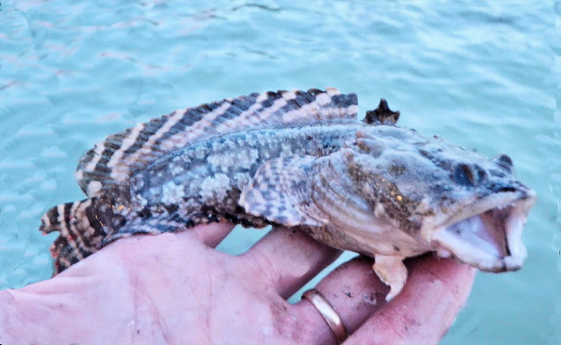2toea Fish Gulf Toadfish | Mexican Fish.com