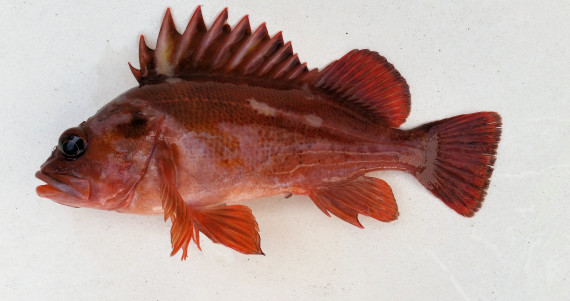 Copper Rockfish (3)