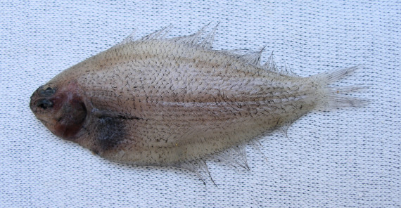 Peruvian Flounder (1)