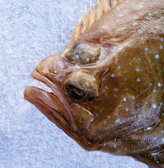 Foureye Flounder (2)