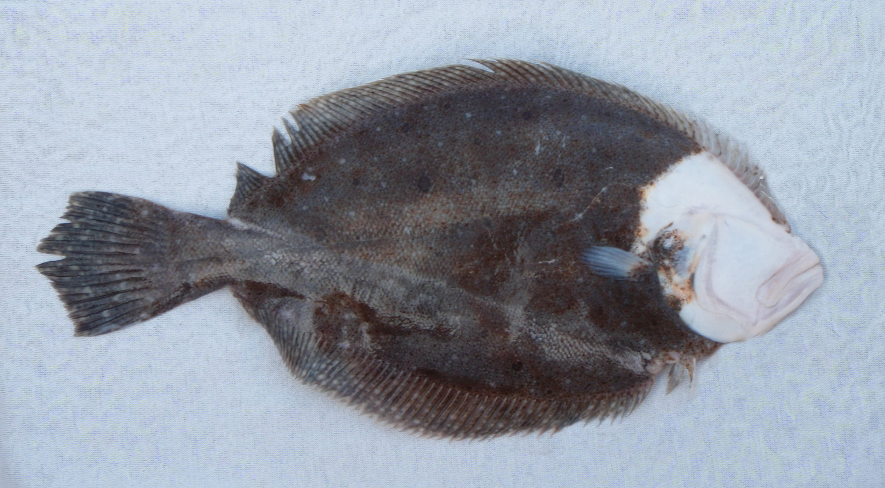 Dappled Flounder | Mexico – Fish, Marine Life, Birds and Terrestrial Life