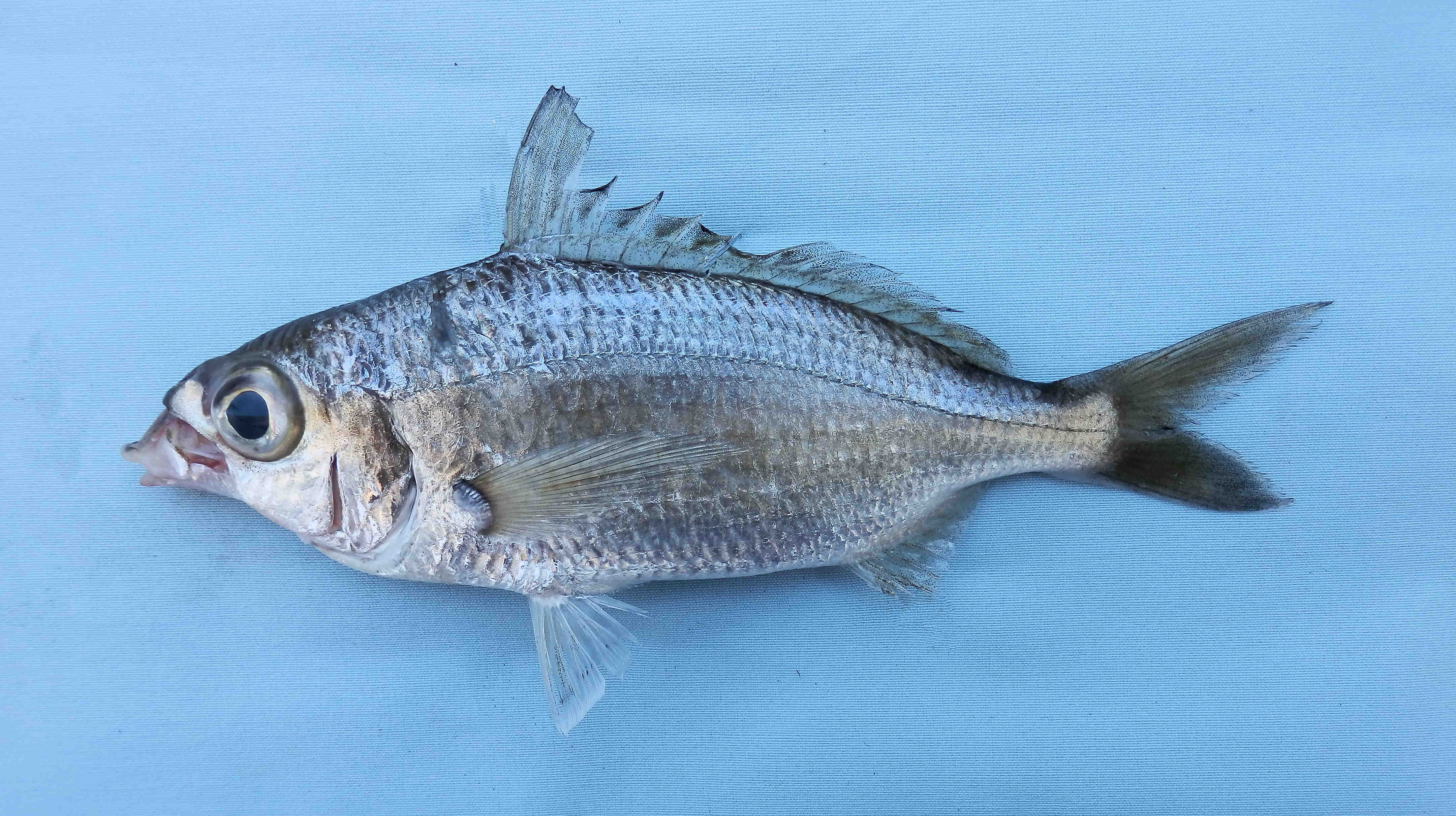 What Type Of Fish Is Mojarra In English