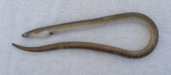 Pacific Worm Eel (1)