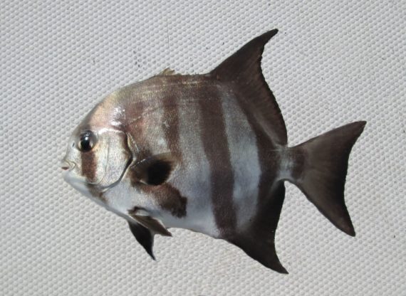 Pacific Spadefish | Mexican Fish.com