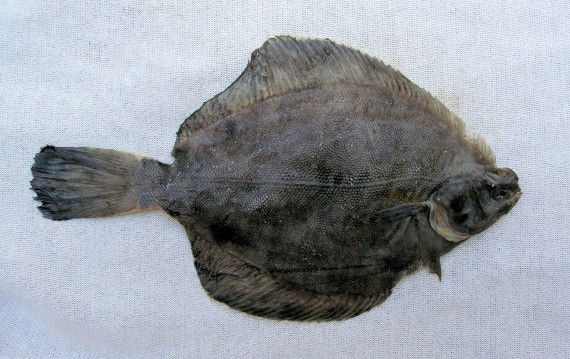 Hornyhead Turbot (2)