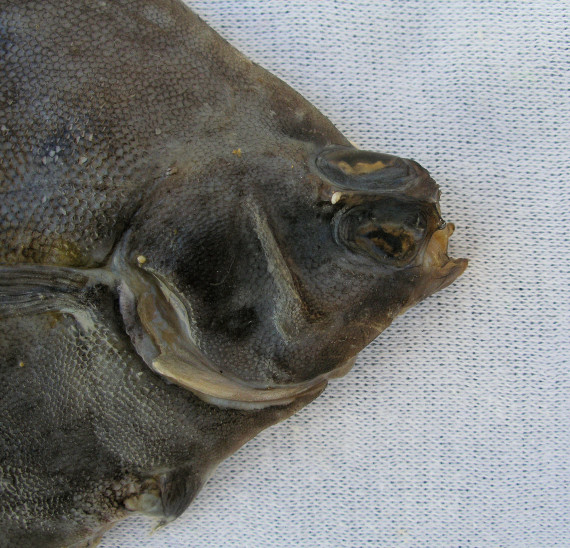 Hornyhead Turbot (3)