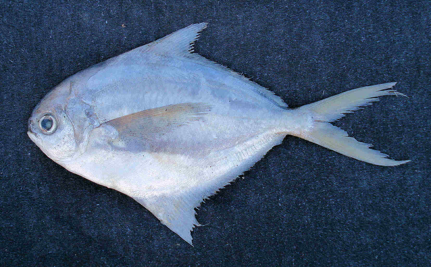 саворин рыба фото