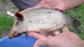 Snouted Pigfish