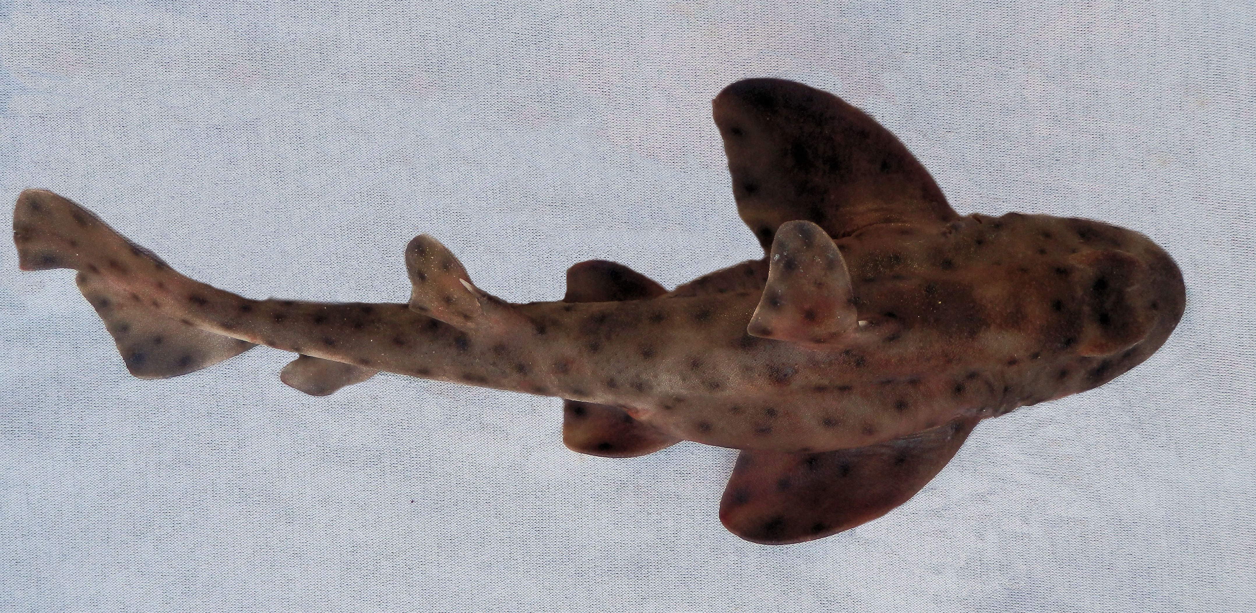 Horn Shark | Mexico – Fish, Marine Life, Birds and Terrestrial Life