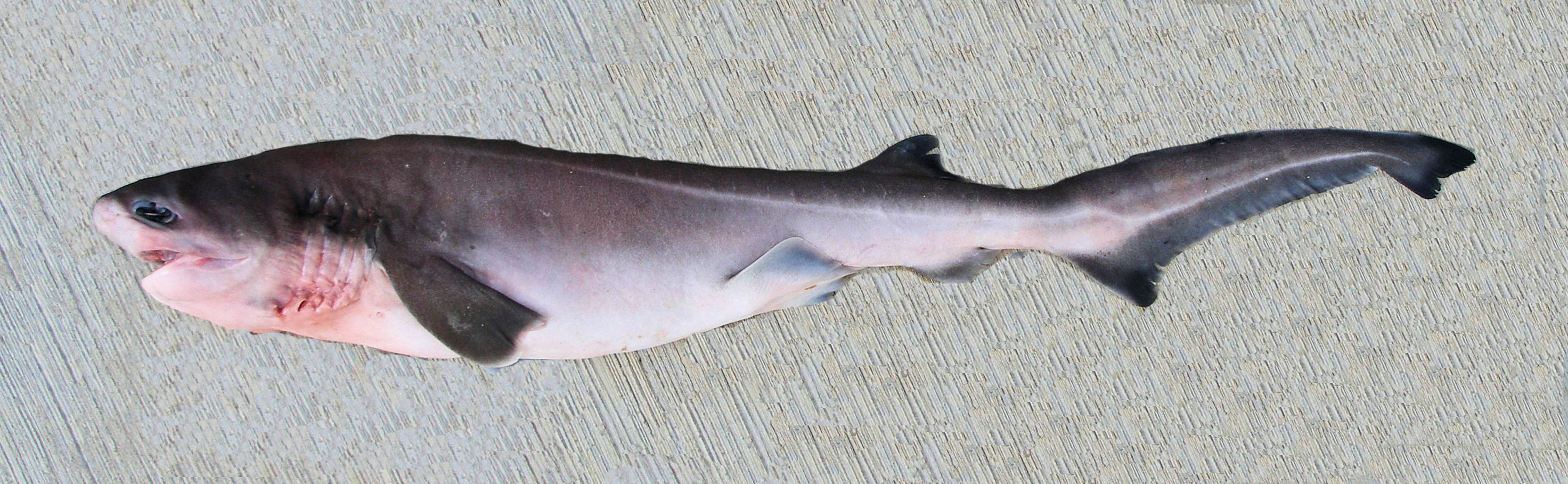 Bluntnose Sixgill Shark | Mexico – Fish, Birds, Crabs, Marine Life, Shells and Terrestrial Life