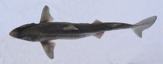 atlantic spiny dogfish
