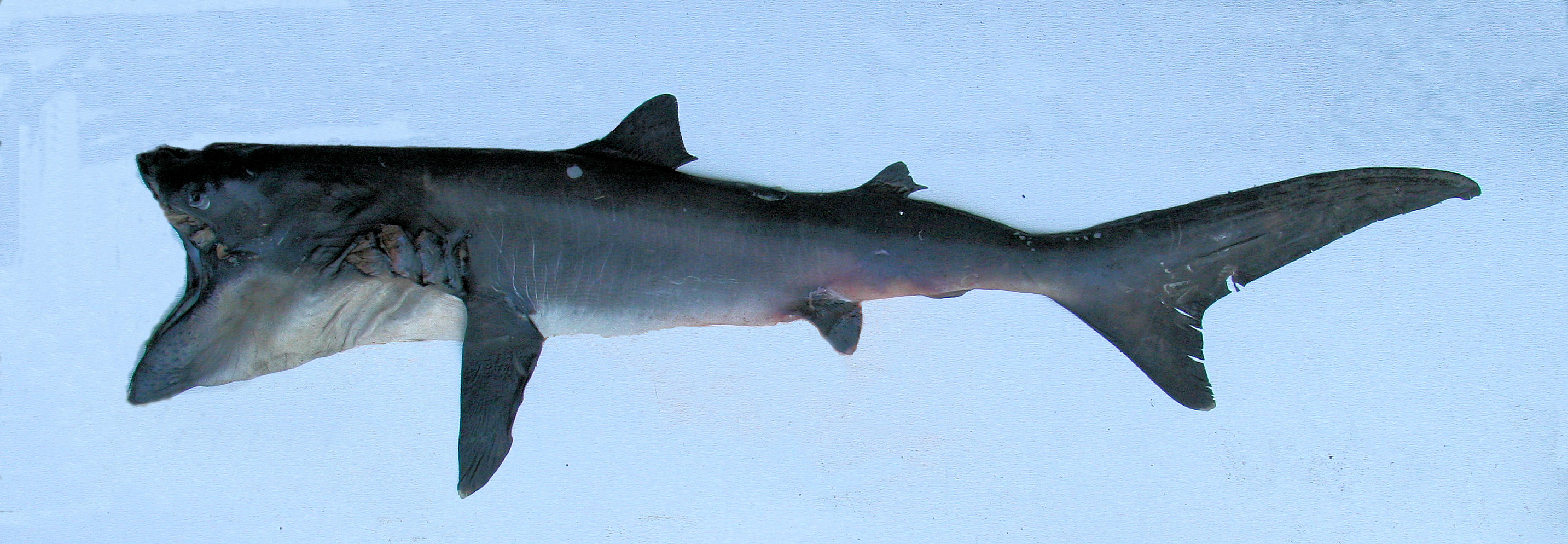 Megamouth shark фото