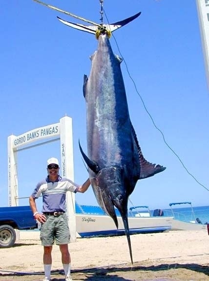 Black Marlin  Mexican Fish.com