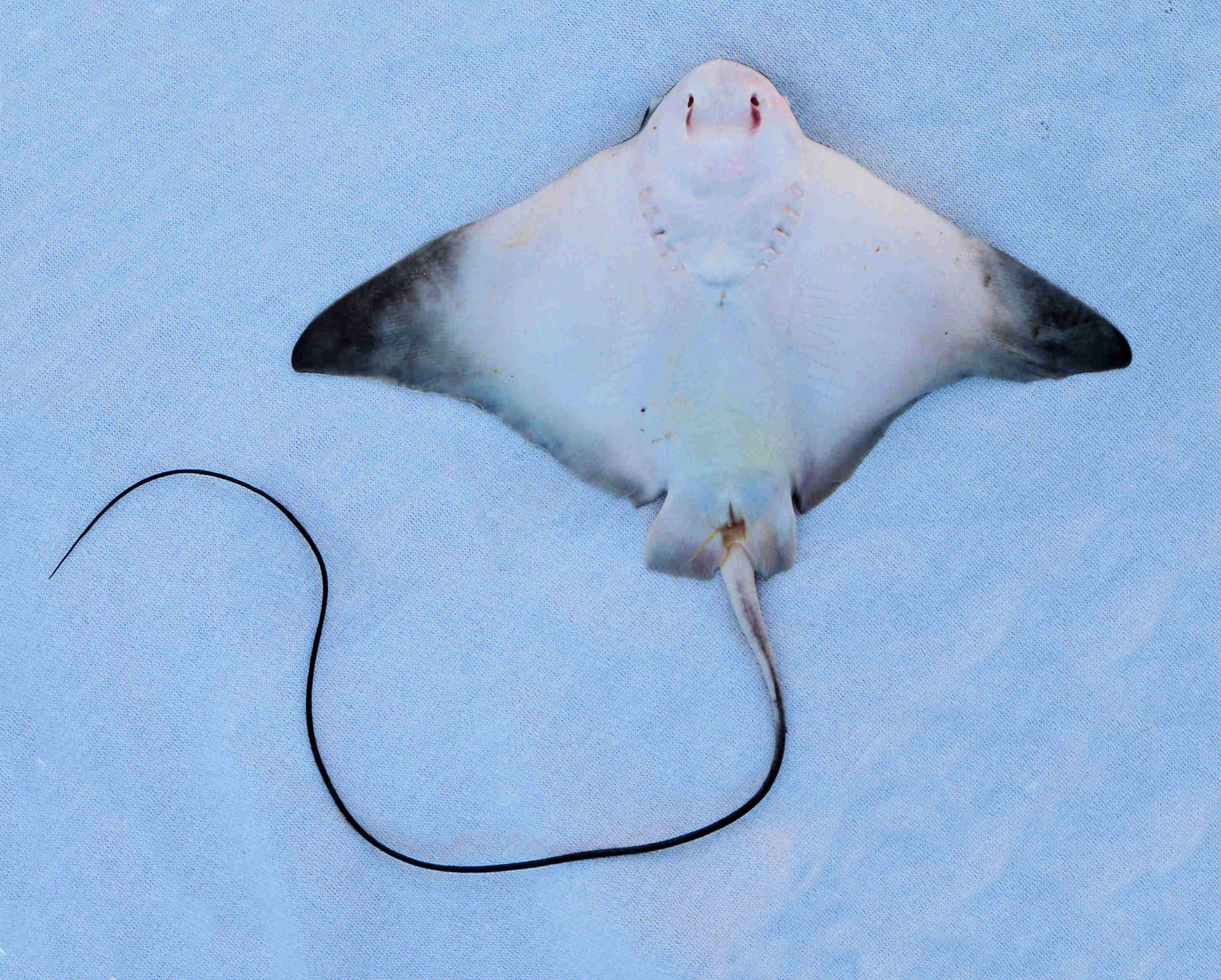 are manta rays dangerous