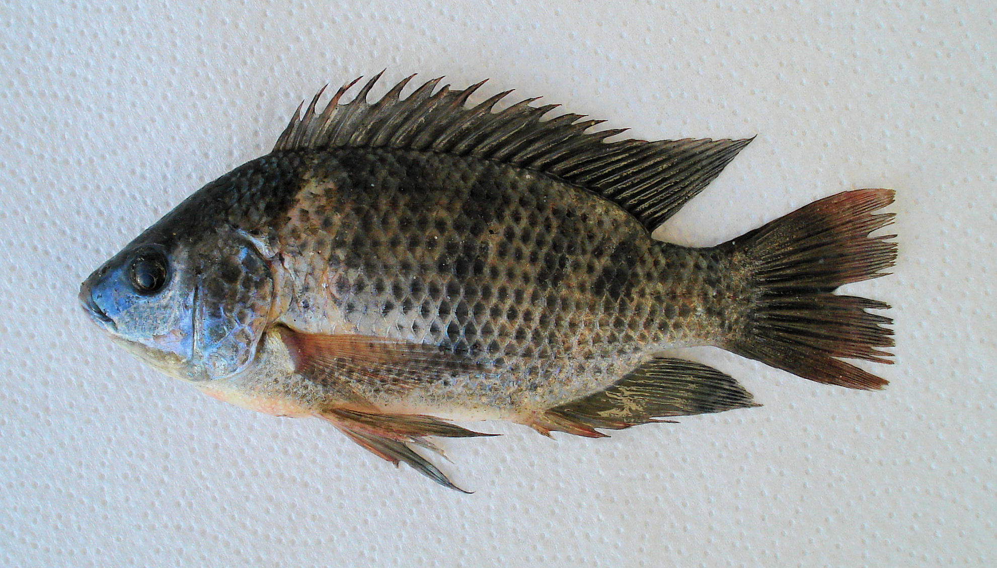 Blue Tilapia Mexico Fish, Marine Life, Birds and Terrestrial Life