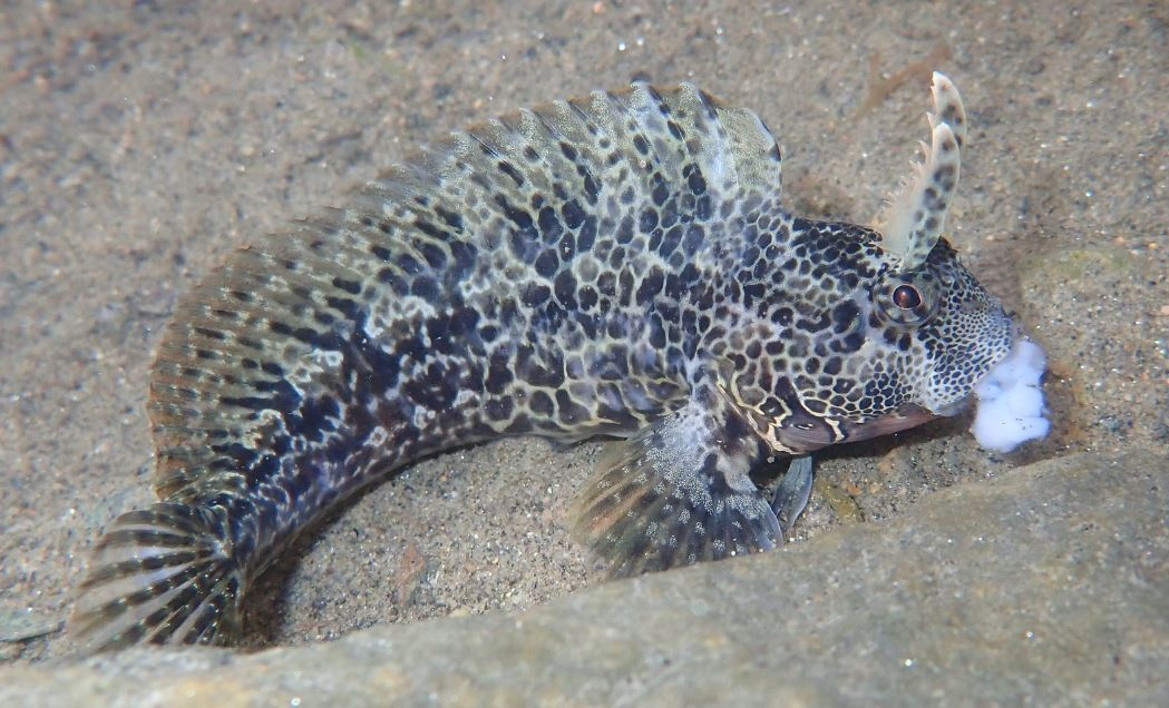 Bay Blenny | Mexican Fish.com