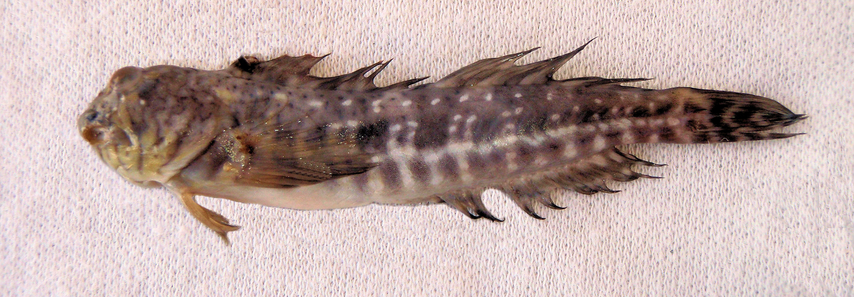 Notchfin Blenny | Mexico – Fish, Marine Life, Birds and Terrestrial Life