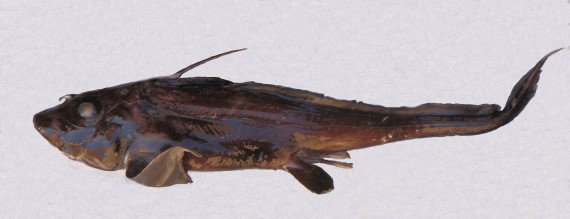 Eastern Pacific Black Ghostshark (1)