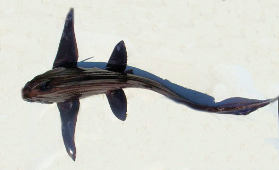 Eastern Pacific Black Ghostshark (2)