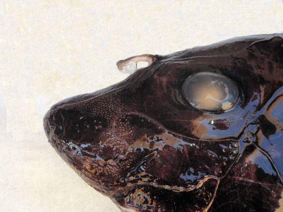 Eastern Pacific Black Ghostshark (3)