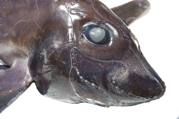 Eastern Pacific Black Ghostshark (4)