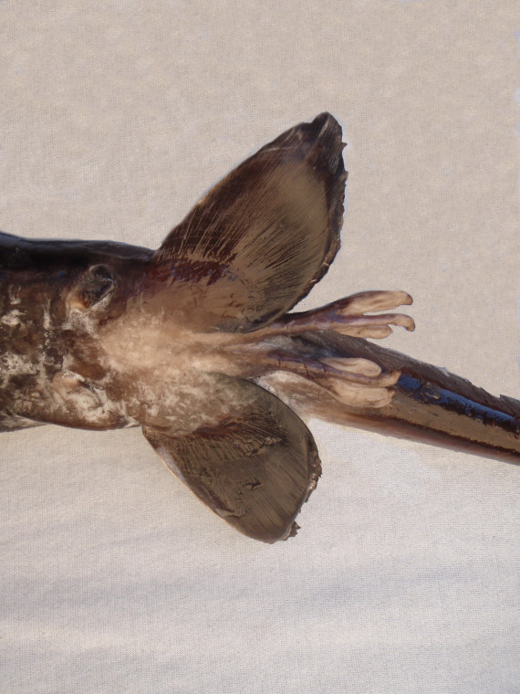 Eastern Pacific Black Ghostshark (5)