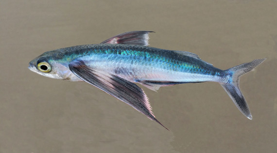 Mirrorwing Flyingfish