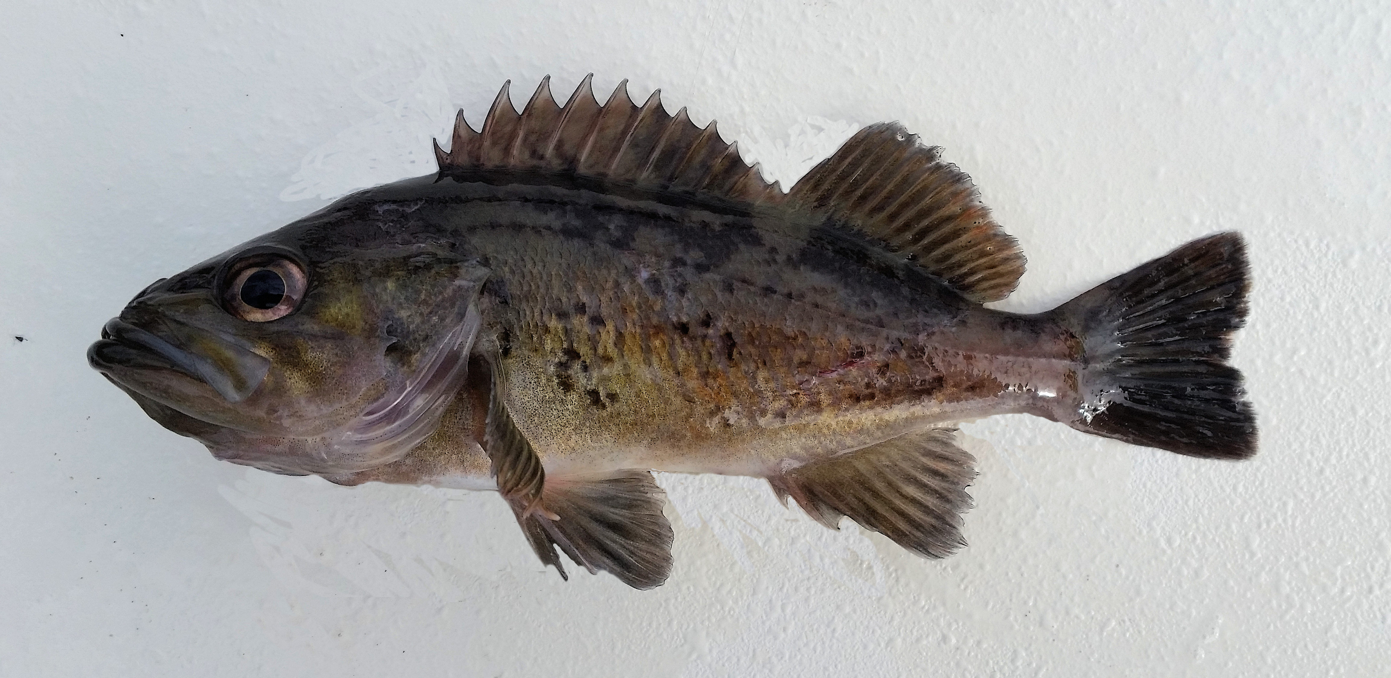 Black Rockfish Mexico Fish, Birds, Crabs, Marine Life, Shells and