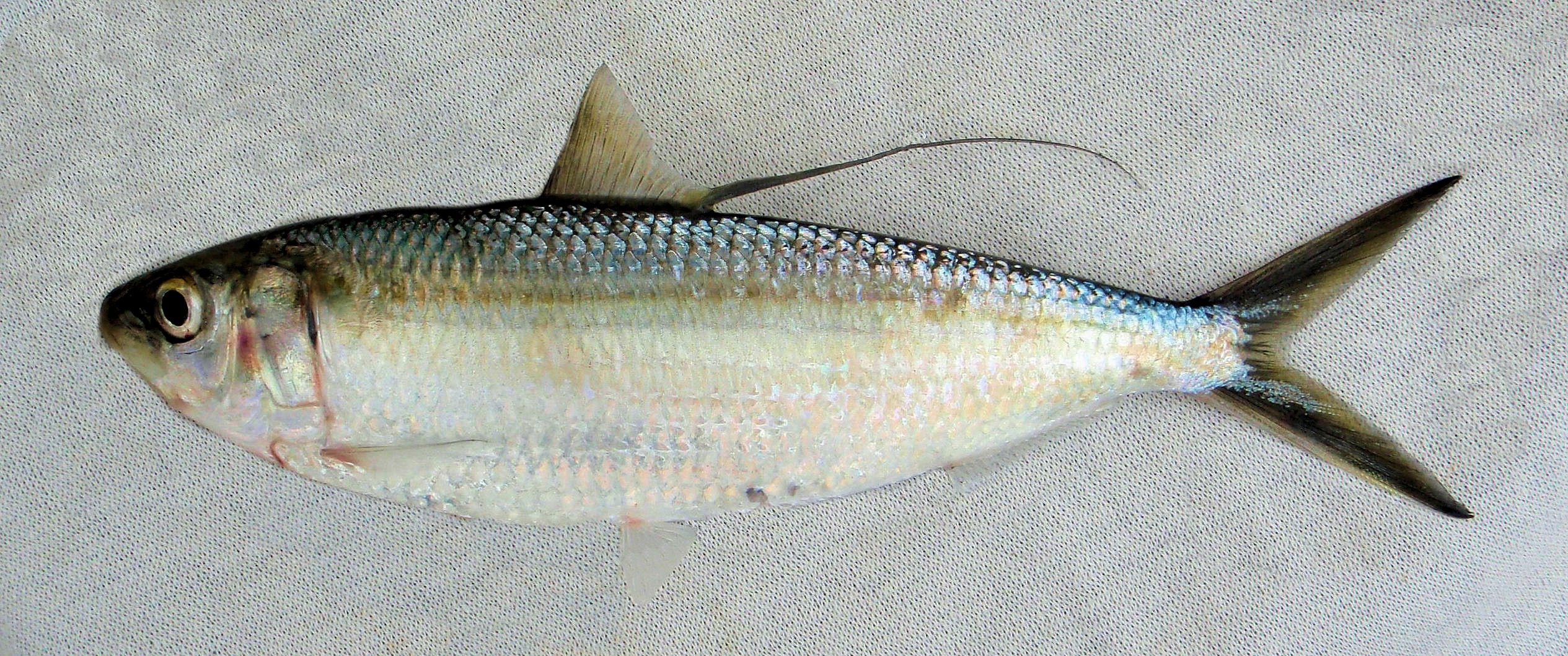 Deepbody Thread Herring Mexico Fish, Marine Life, Birds and