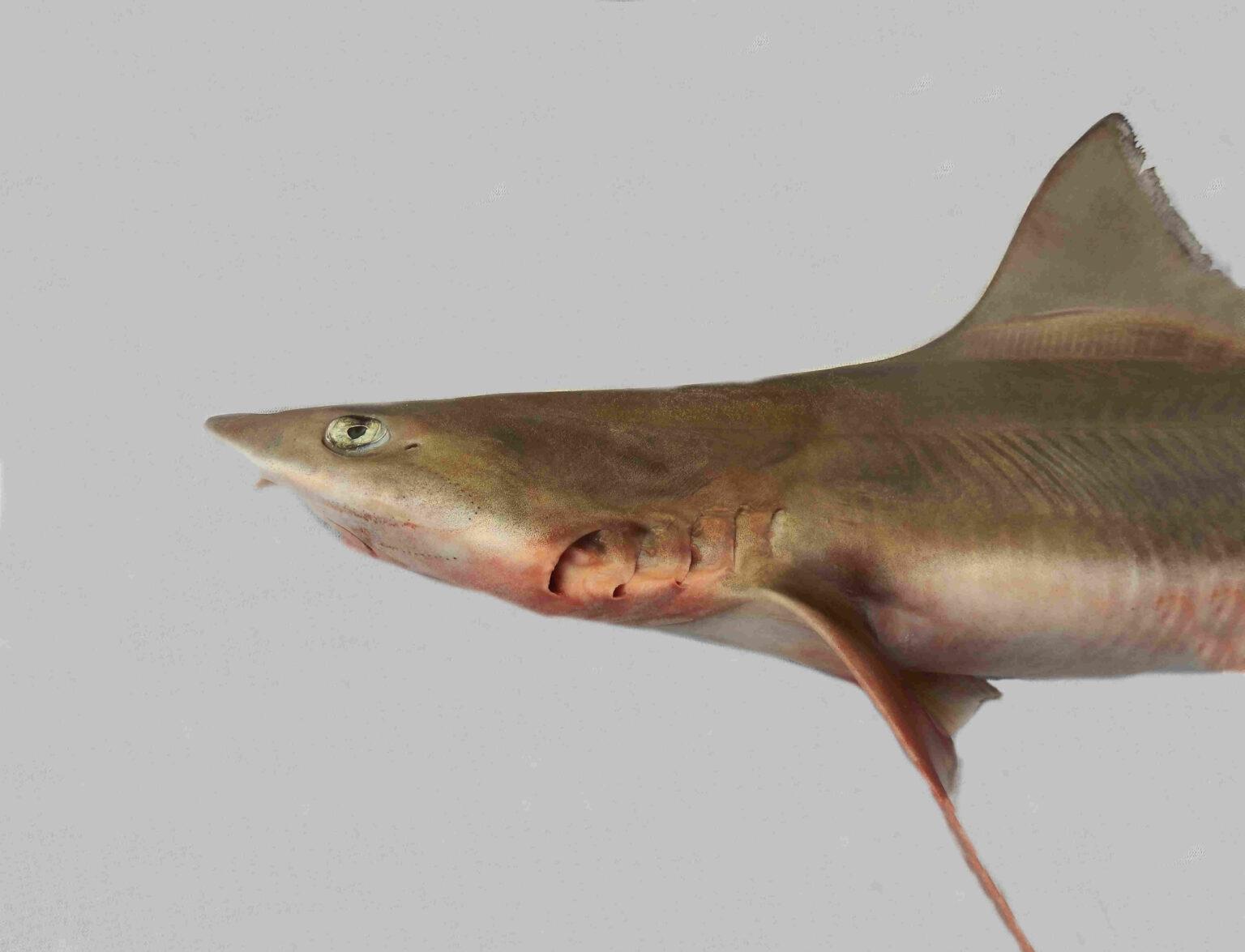 Gray Smoothhound | Mexican Fish.com
