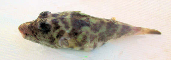 Peruvian Puffer (1)