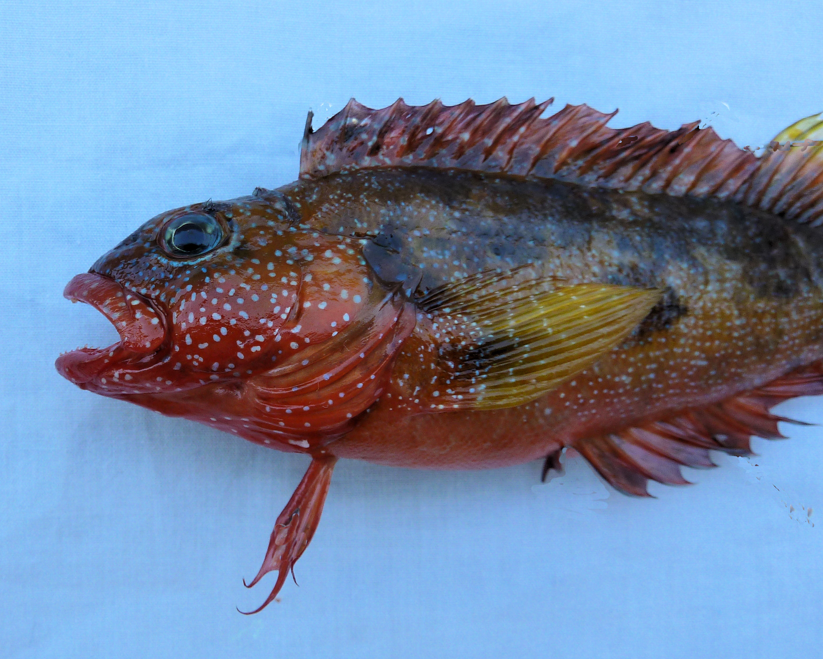 Largemouth Blenny | Mexico – Fish, Marine Life, Birds and Terrestrial Life